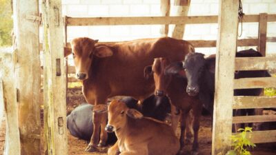 Kurban pazarlarında boğalara ilgi yoğun