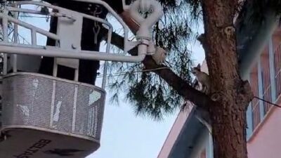 Çıktığı ağaçtan inemedi imdadına itfaiye yetişti
