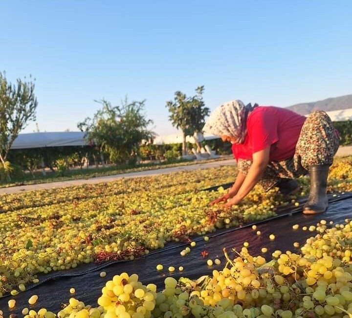 MANİSA'NIN SARIGÖL İLÇESİNDE DÜNYACA