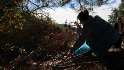 Manisa’da el ele verip ormanı temizlediler