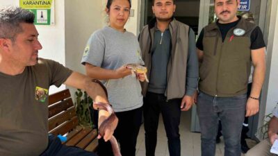 Manisa’da Mısır yılanı ve sakallı ejder satışı yapan petshopa ceza