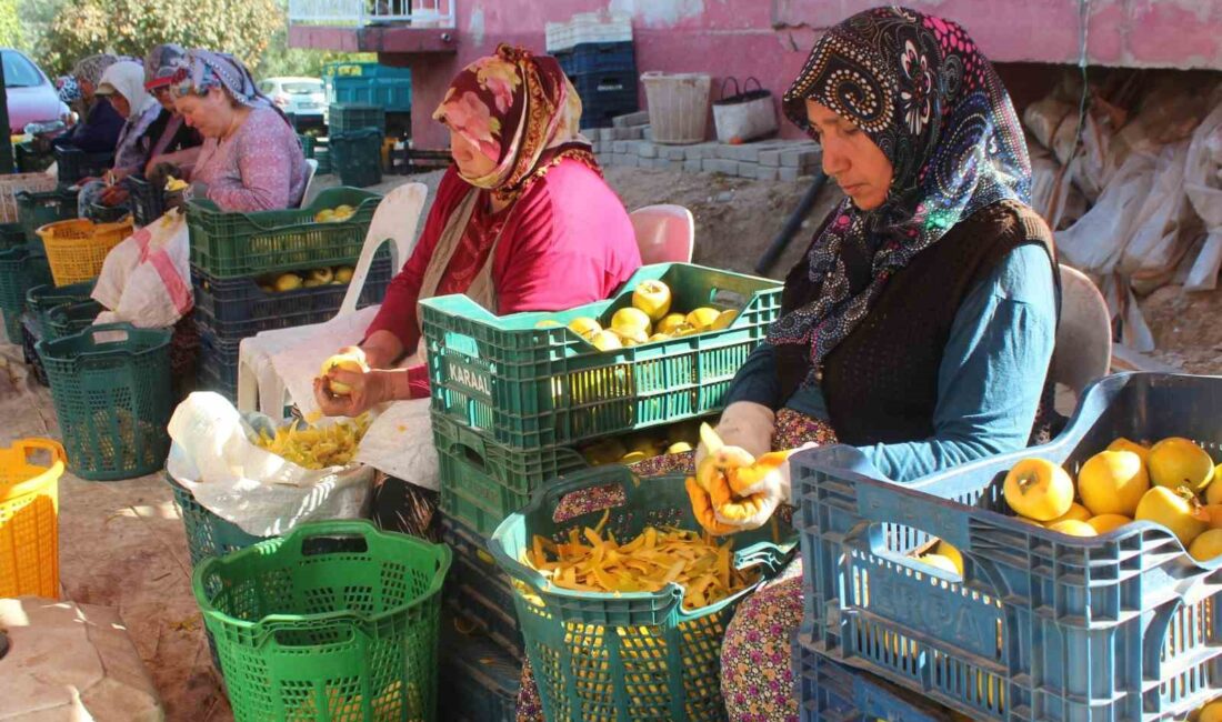 MANİSA'NIN ALAŞEHİR İLÇESİNDE HASADI