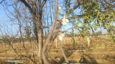 Manisa’da erik ağacı çiçek açtı