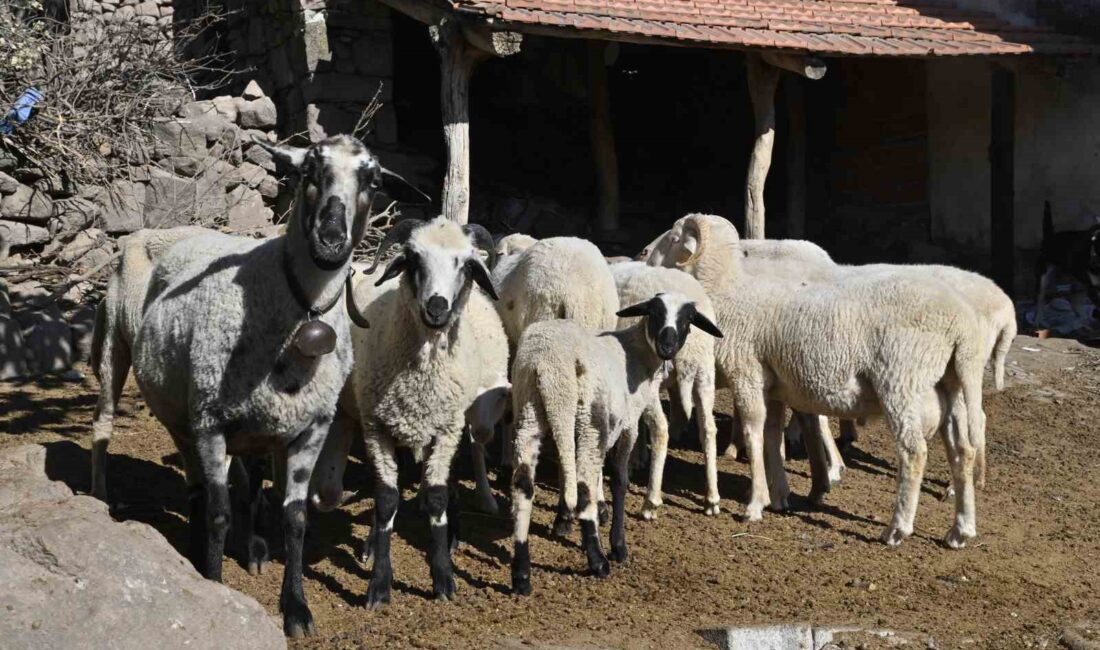 MANİSA BÜYÜKŞEHİR BELEDİYESİ, KÜÇÜKBAŞ