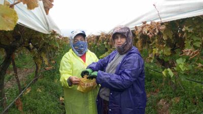 Sarıgöl’de yağmurda üzüm hasadı