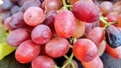 Türkiye’nin üzüm deposunda hasat kışın da devam edecek