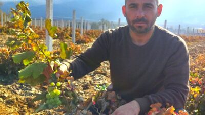 Üç yıldan önce ürün vermeyen asma 6 ayda üzüm verdi