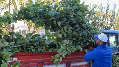 Yunusemre’de budama çalışmalarına başladı