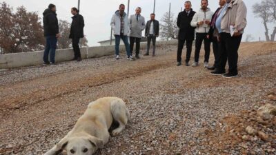 Hayvan Yaşam Merkezi mart ayının son haftasında açılacak
