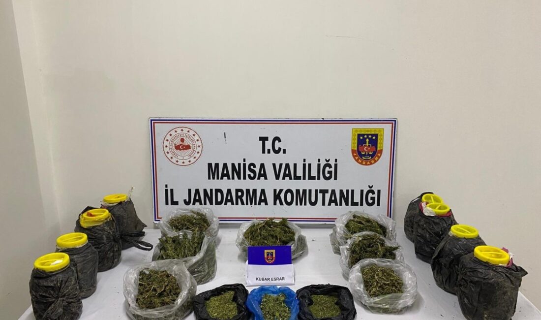 Manisa’da jandarmadan esrar operasyonu Manisa’nın Akhisar ilçesinde jandarma