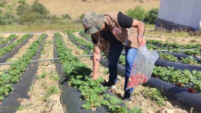 Manisa’da üreticilere yasaklı madde uyarısı