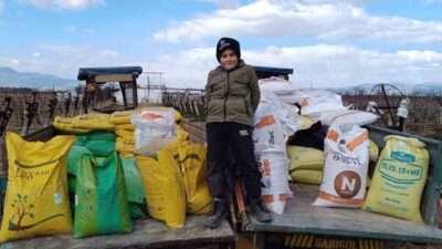 Manisa’da üzüm bağlarına kışlık gübre veriliyor