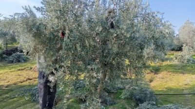 Sarıgöl’de zeytin budama çalışmalarına başkandı