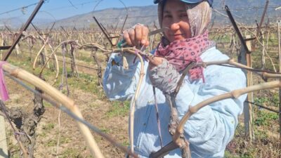 Ramazan ayında bağlarda hummalı çalışma