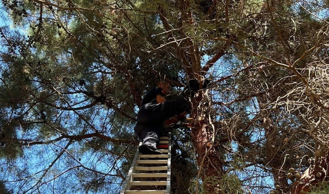 Manisa’nın Salihli ilçesinde çam