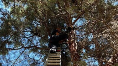 Çam ağacında mahsur kalan kediyi itfaiye kurtardı