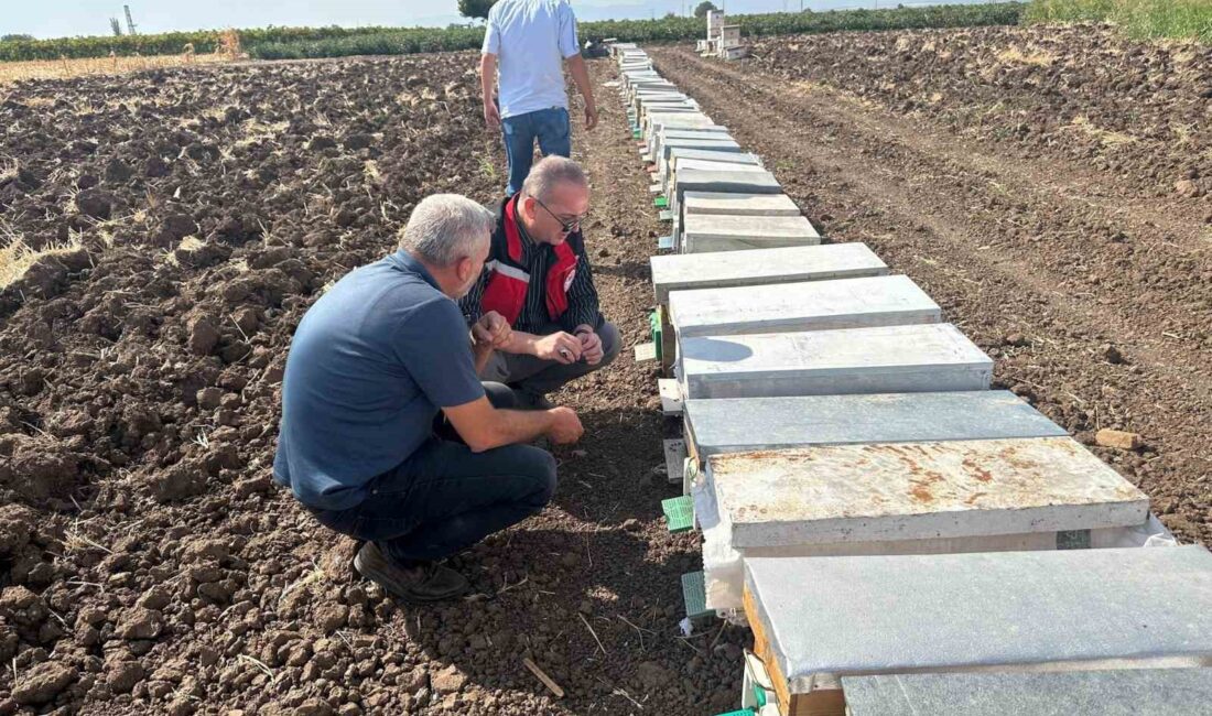 Halitpaşa’da arı ölümleri inceleme altında Manisa’nın Saruhanlı ilçesine bağlı