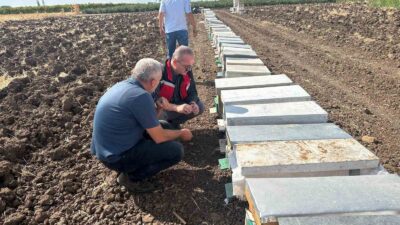 Halitpaşa’da arı ölümleri inceleme altında