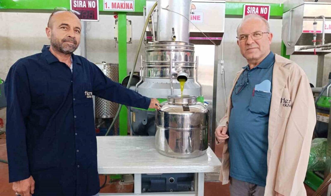 Köprübaşı’nda zeytin sıkım sezonu başladı Türkiye’nin önde gelen zeytin