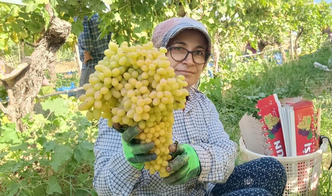 Sarıgöl’de yaş üzüm piyasası hareketlendi Manisa’nın Sarıgöl ilçesinde 2025