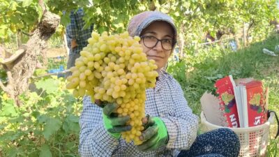 Sarıgöl’de yaş üzüm piyasası hareketlendi