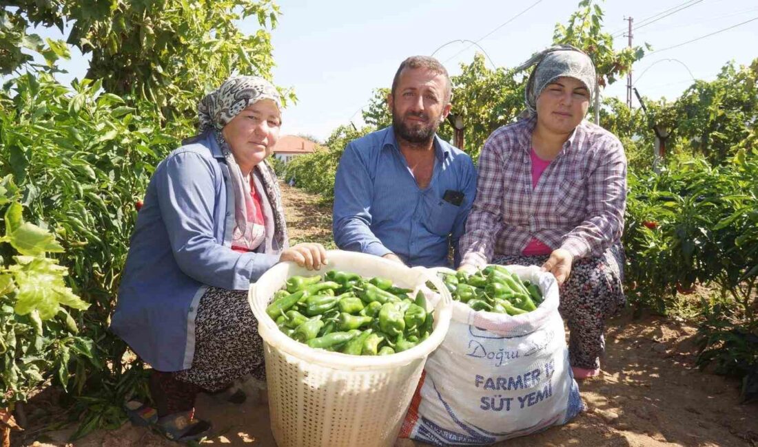 Ünlü Emcelli Biberi yok oluyor Manisa’nın Sarıgöl ilçesinde asırlık