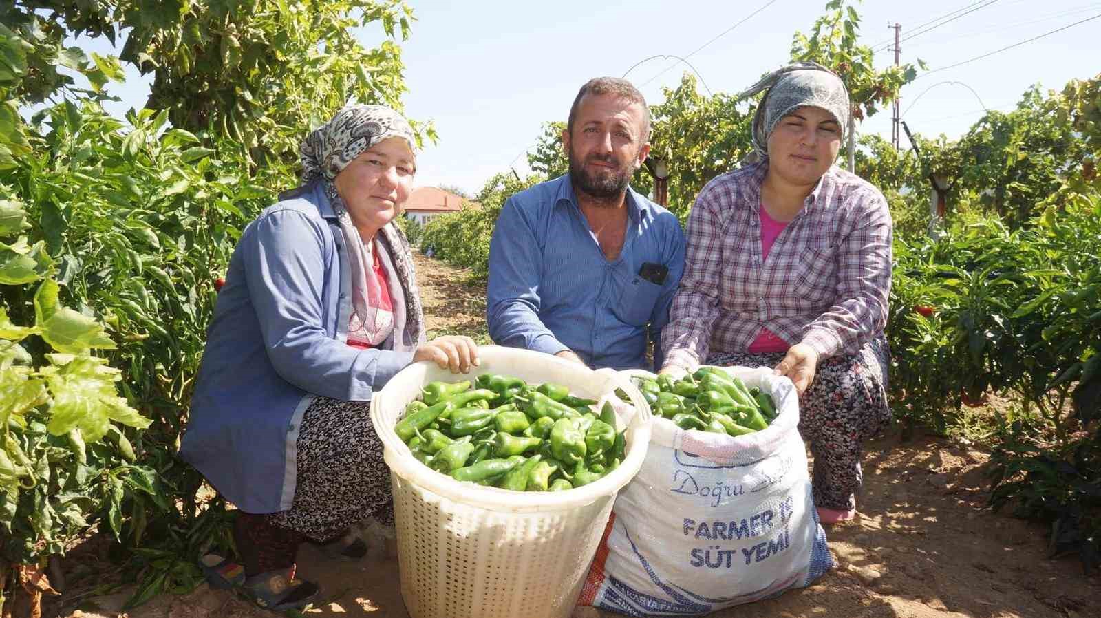 Ünlü Emcelli Biberi yok oluyor