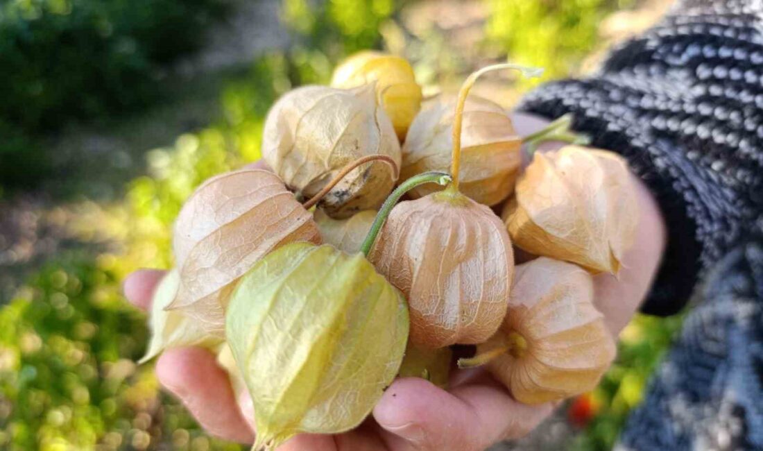 Manisa’nın Demirci ilçesinde Rahime-Ali