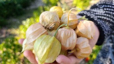 Altın Çilek bereketi pazar tezgahına yansıdı