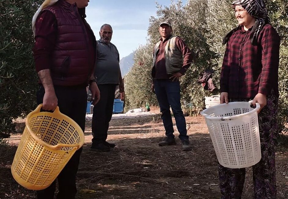 Manisa’nın Alaşehir ilçesinde zeytin