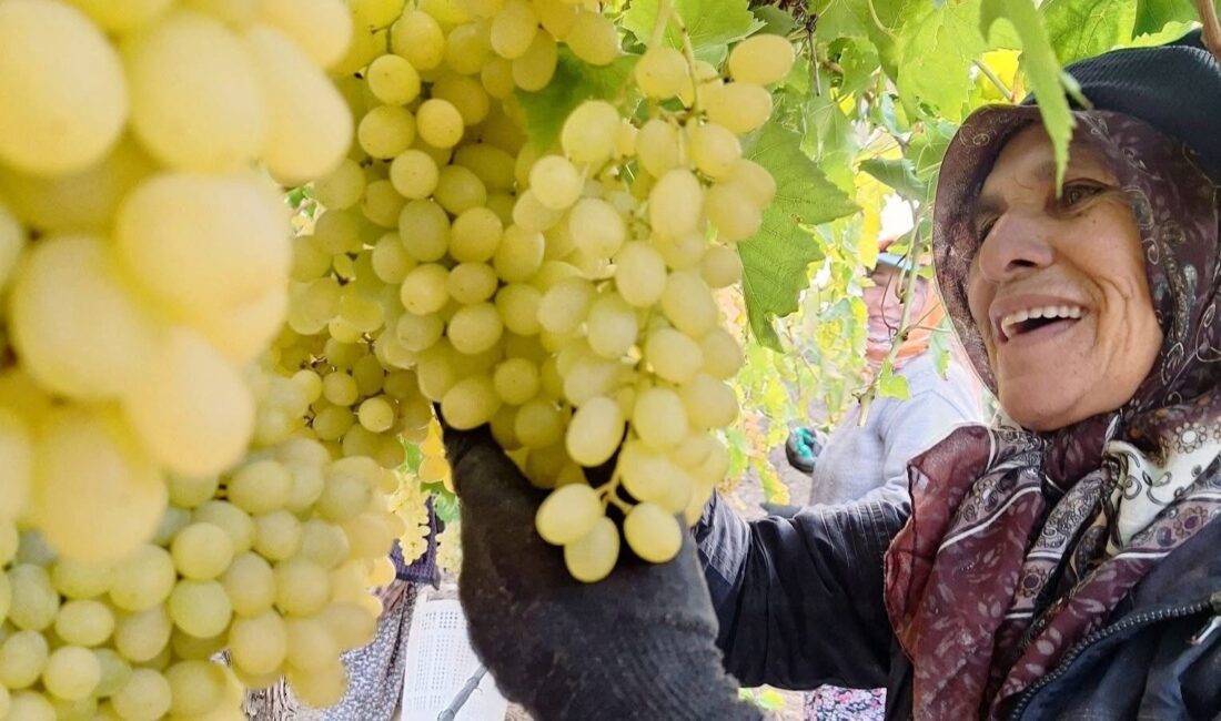 Manisa’nın Sarıgöl ilçesinde örtü