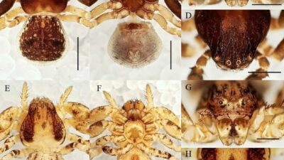 Manisa CBÜ’lü öğretim ütesinden 20 yeni tür keşfi