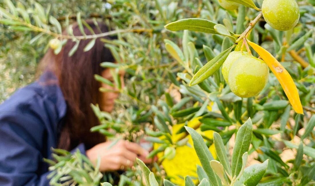 Manisa’nın Salihli ilçesindeki Tarım