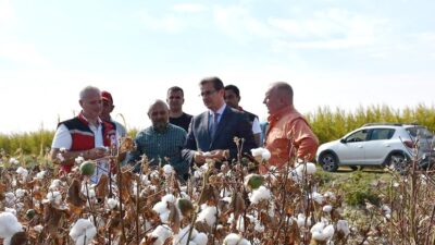 Salihli Ovası’nın ‘Beyaz Altın’ında ilk hasat