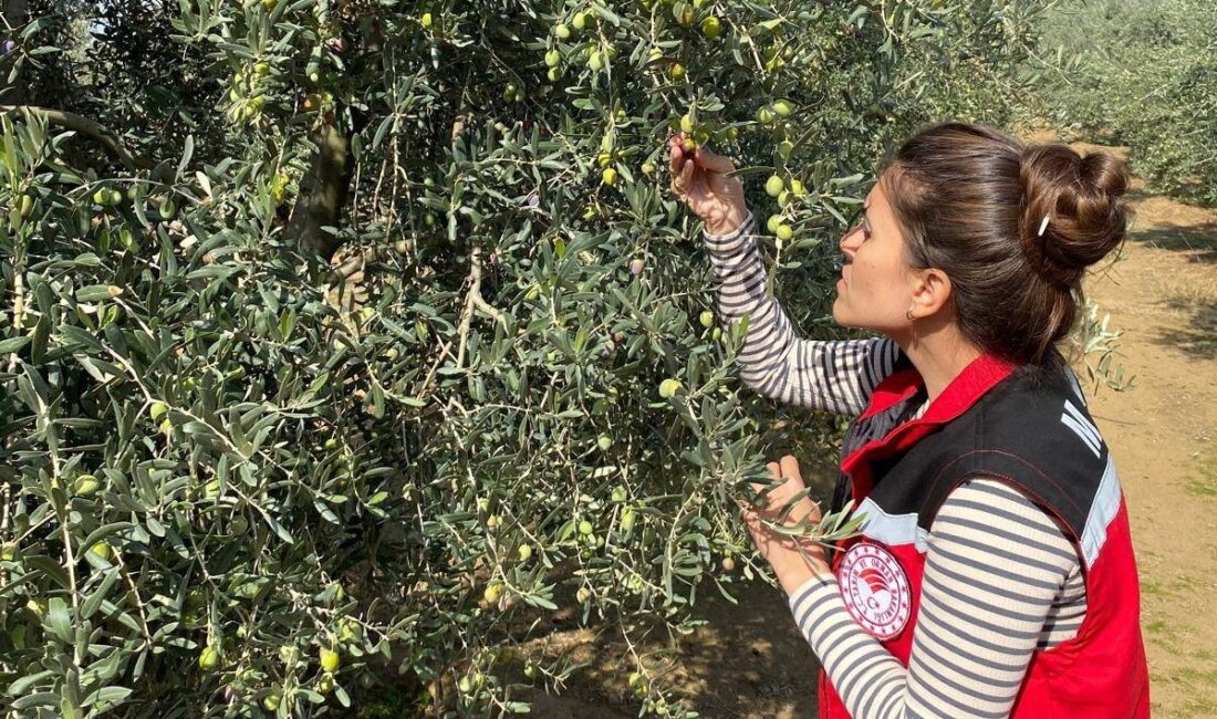 Manisa’nın Salihli ilçesinde zeytin