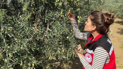 Salihli’de zeytin sineğine karşı acil uyarı