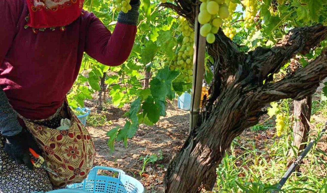 Sarıgöl’de üzüm hasadı aralıksız devam ediyor Türkiye’nin çekirdeksiz Sultaniye üzüm