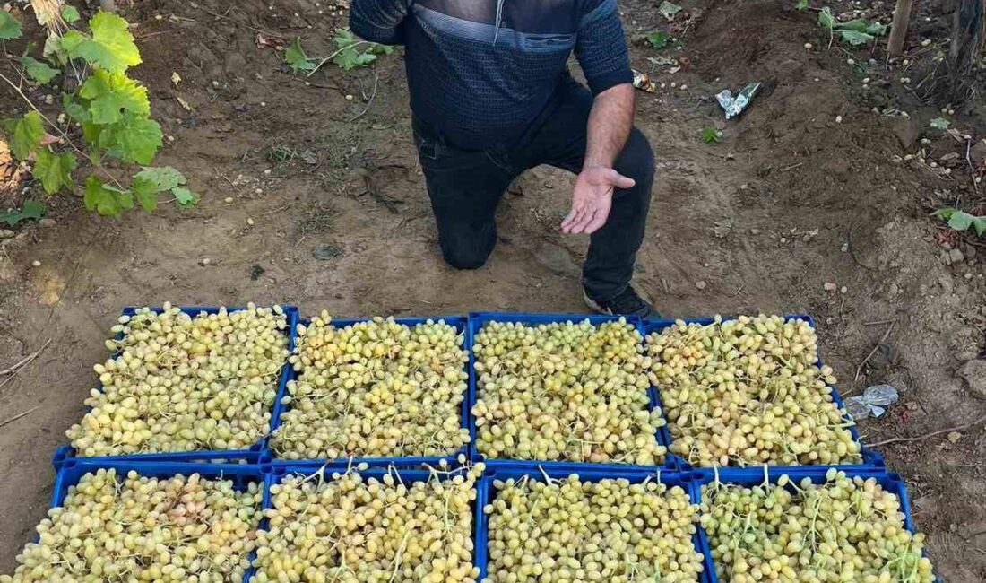 Manisa’nın Sarıgöl ilçesinde örtü