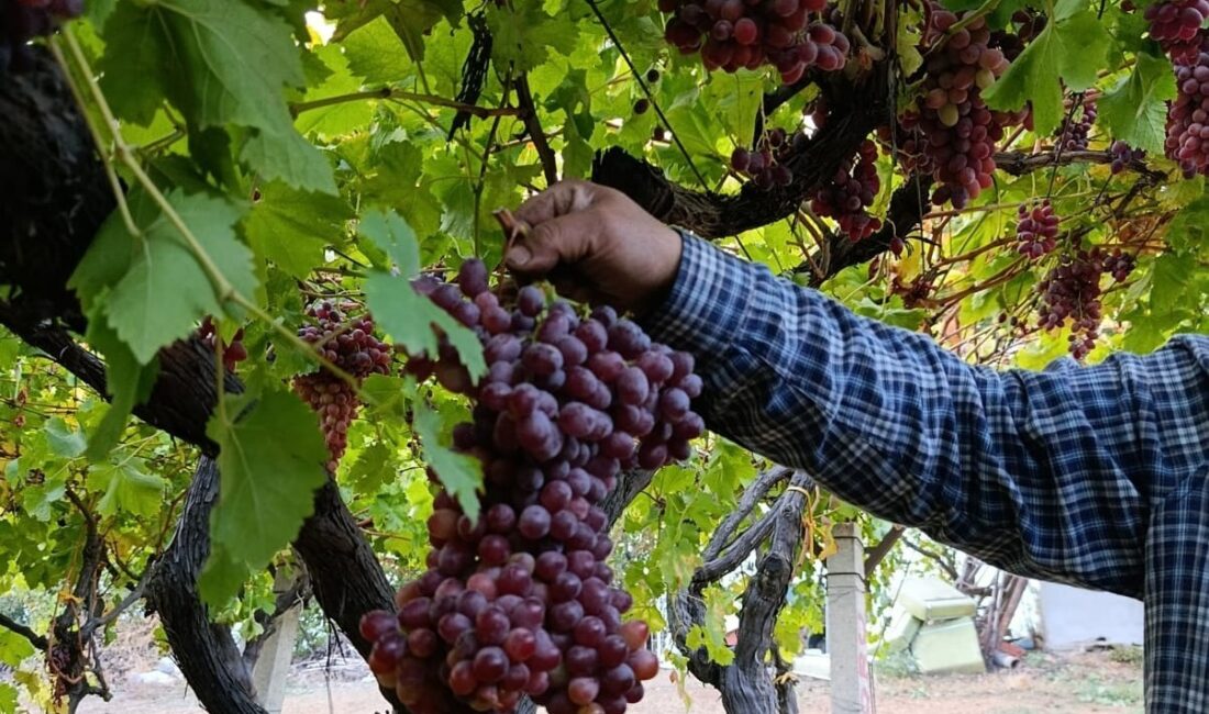 Manisa’nın Sarıgöl ilçesinde üzüm