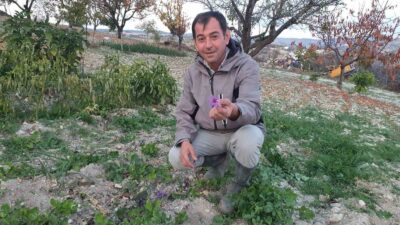 Demirci’de safran çiçeği yetiştirildi
