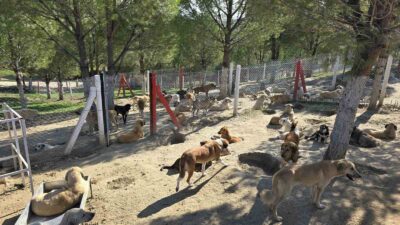 İlçelerdeki sahipsiz köpekler toplanıyor