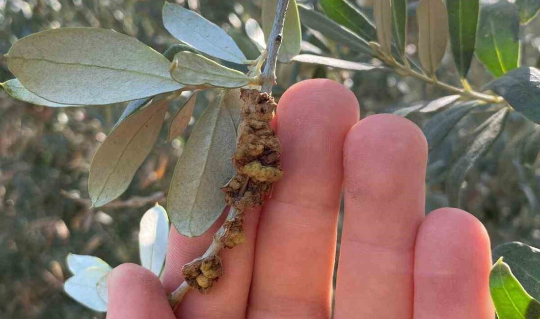 Salihli İlçe Tarım ve