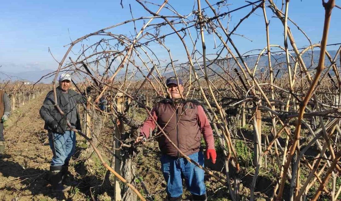 Sarıgöl’de üzüm bağlarında budama