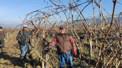 Sarıgöl’de bağ budama işçi ücretleri belli oldu