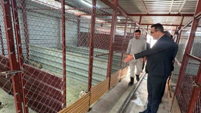 Sarıgöl’de hayvan bakım hizmetlerine yakın takip