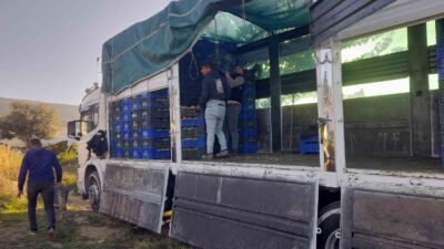 Sarıgöl’de örtüaltı üzüm hasadı devam ediyor