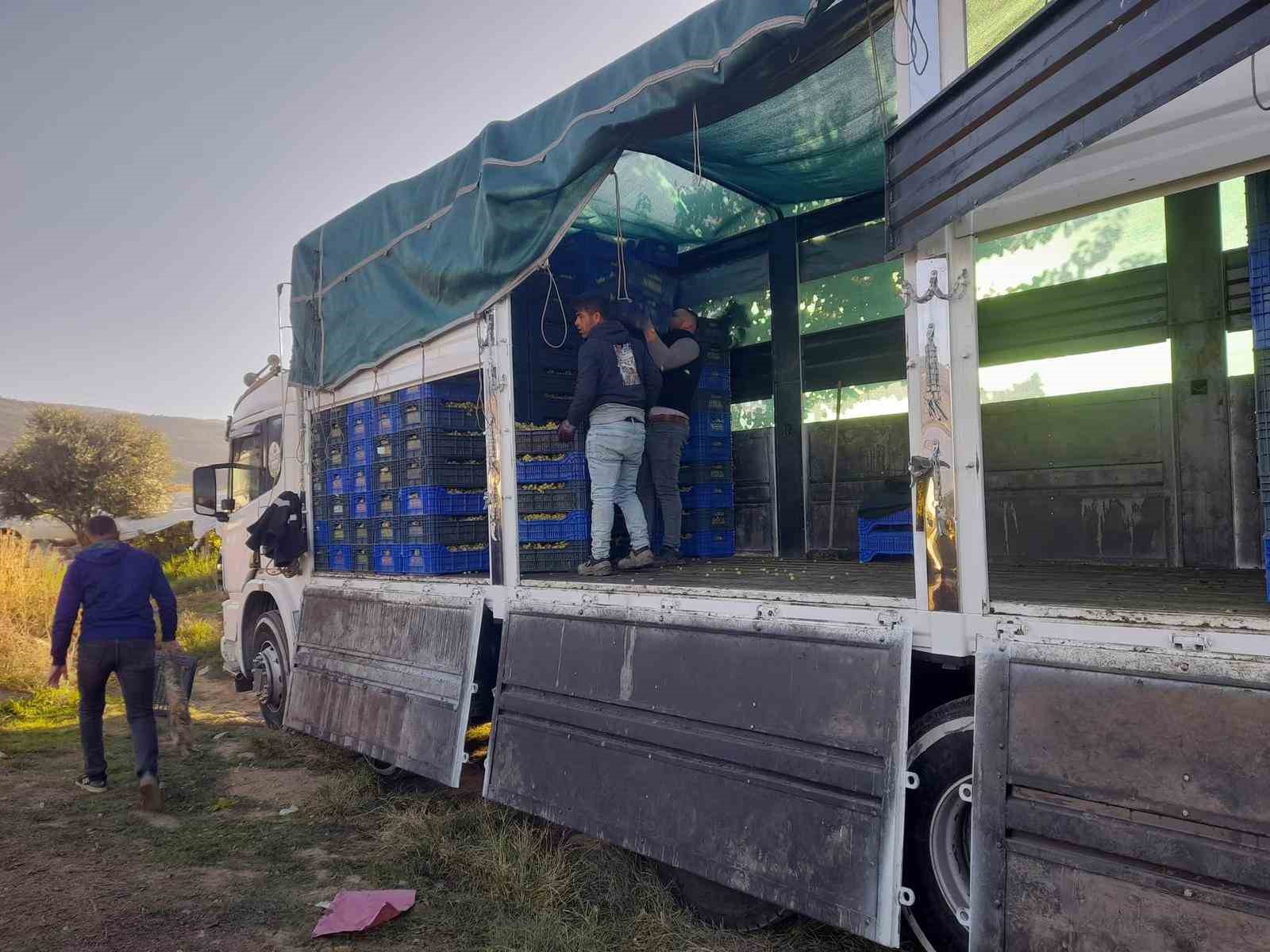 Sarıgöl’de örtüaltı üzüm hasadı devam ediyor