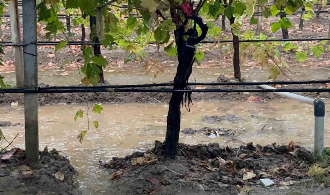 Sarıgöl’de özlenen yağışlar çiftçinin yüzünü güldürdü