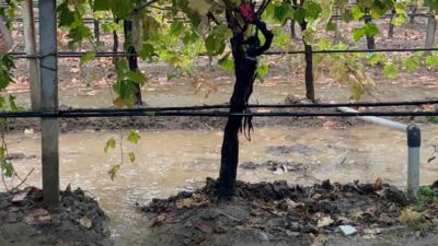 Sarıgöl’de özlenen yağışlar çiftçinin yüzünü güldürdü