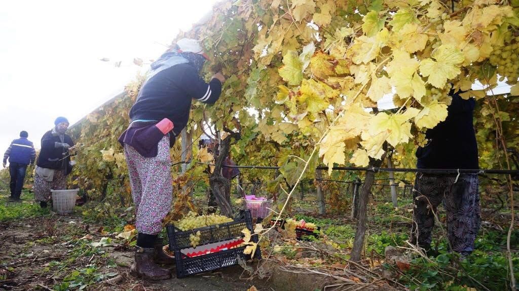 Dünyaca ünlü Sultani çekirdeksiz